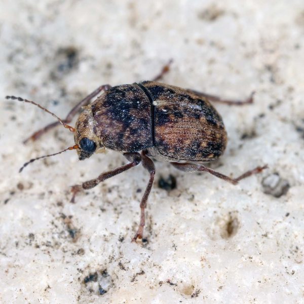 Stored-Product-Insects-Pest-Control-Services