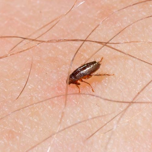 Understanding and Combating Fleas - picture shows a flea on a human arm