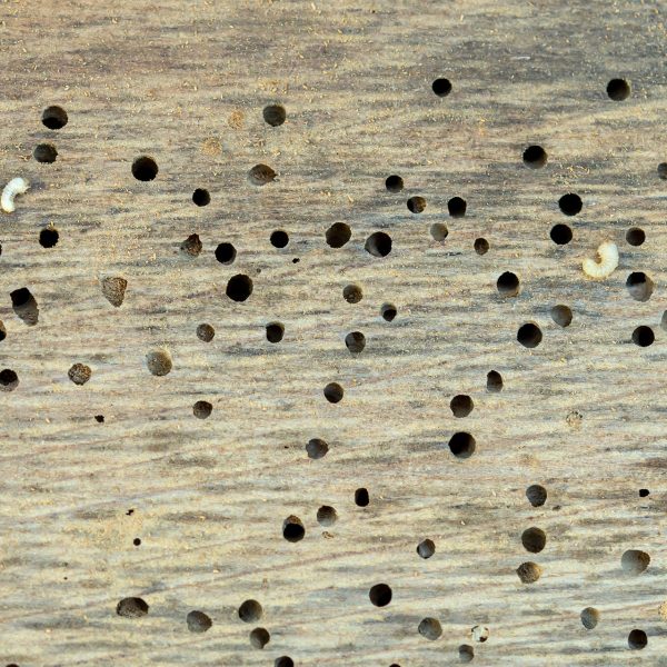 Woodworm Pest Control Services 1 Woodworm Pest Control Services 1