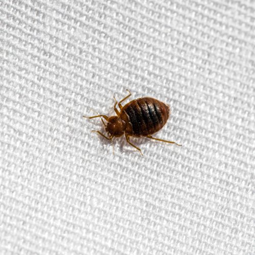 bed bug pest control 2