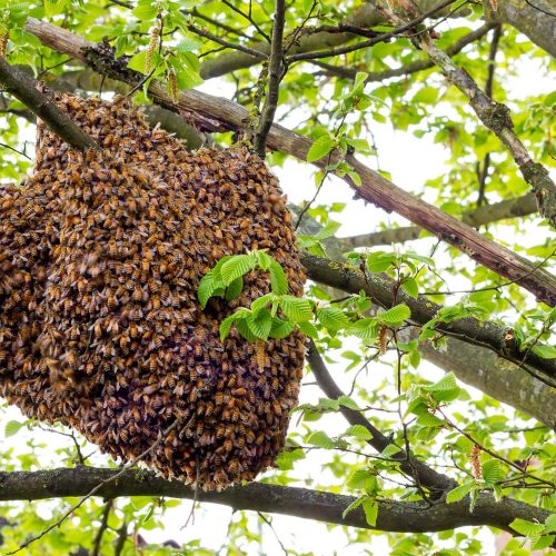 bees in buildings picture shows a swarm of bees in a tree