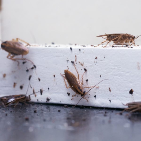 cockroach pest control 2