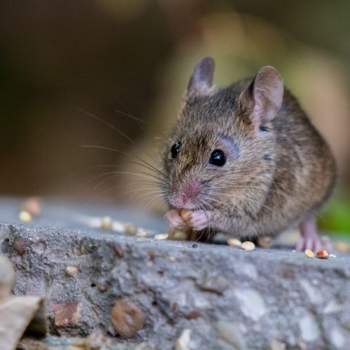 mice pest control