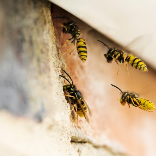 wasp pest control 2
